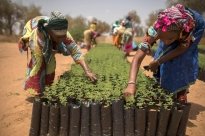 Accelerating digital solutions for the Agroecological Transition in Senegal. A networking and collaboration event between the ‘AgriTech’ and ‘Agroecology’ innovation communities | Tropical Agriculture Platform (TAP)